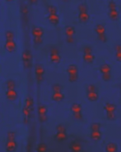 سرمه ای خال خالی